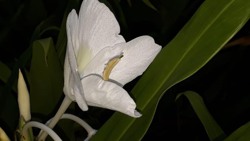 Posada El Acuario バイーア・ソラノ エクステリア 写真